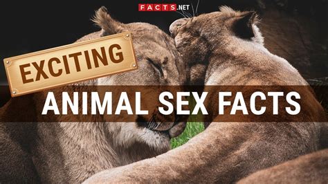 animal sexfree|Free animal porn .